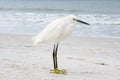 Snowy Egret posing on Beach Royalty Free Stock Photo