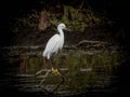 Snowy Egret Posing on a Branch in the Swamp Royalty Free Stock Photo