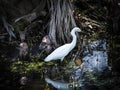 Snowy Egret Posing in a Cypress Swamp Royalty Free Stock Photo