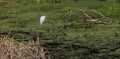 Snowy Egret Posing in the Designs of the Swamp Royalty Free Stock Photo