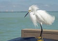 Feathers are ruffled on a Snowy Egret with a blue background. Royalty Free Stock Photo