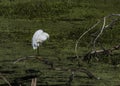 Snowy Egret Posing on One Foot in the Swamp Royalty Free Stock Photo