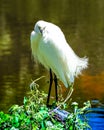 Snowy Egret Posing for a Portrait Royalty Free Stock Photo