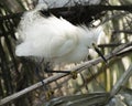 Snowy Egret posing with ruffled feathers