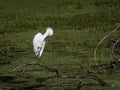 Snowy Egret Preening on One Foot Royalty Free Stock Photo