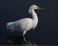 Snowy Egret in profile Royalty Free Stock Photo