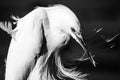 Snowy Egret Profile in Wind