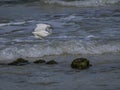 Snowy Egret Raising her Wings in the Waves Royalty Free Stock Photo