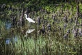 Snowy Egret Reflecting in the Cypress Knees