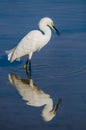 Snowy Egret Reflection Royalty Free Stock Photo