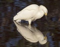 Snowy Egret Reflection on Pond