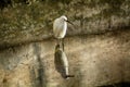 Snowy egret and reflection