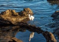 Snowy egret reflection in tide pool Royalty Free Stock Photo