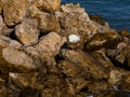 Snowy Egret on a Rock Jetty Royalty Free Stock Photo