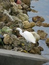 Snowy egret on rocks Royalty Free Stock Photo