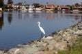 Snowy Egret on the rocky shoreline