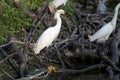 Snowy Egret rookery, Pickney Island Wildlife Refuge, South Carolina Royalty Free Stock Photo