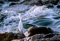 Snowy Egret Beside Rushing River Royalty Free Stock Photo