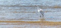 Photograph of a Snowy egret. The bird was found on the beach of TramandaÃ­, in Rio Grande do Sul, Brazil.