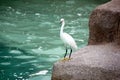 Snowy Egret, SeaWorld, San diego, California