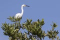 Snowy egret that sits on the top of a bush in the mangroves