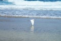 Snowy Egret Skimming the Shore