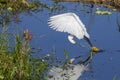 Snowy Egret Skimming The Water To Agitate And Catch Fish Royalty Free Stock Photo