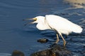 Snowy Egret with a Small Fish Royalty Free Stock Photo