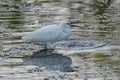 Snowy Egret with small fish Royalty Free Stock Photo