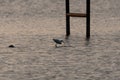 Snowy Egret with small fish in its beak at sunset Royalty Free Stock Photo