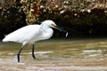 Snowy Egret With a Small Fish Royalty Free Stock Photo