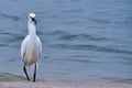 Snowy Egret With a Small Fish Royalty Free Stock Photo