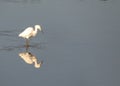 Snowy Egret (Egretta thula) spotted in California Royalty Free Stock Photo