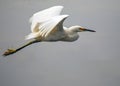 Snowy Egret (Egretta thula) spotted in California Royalty Free Stock Photo