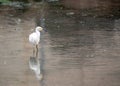 Snowy Egret (Egretta thula) spotted in California Royalty Free Stock Photo