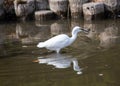 Snowy Egret (Egretta thula) spotted in California Royalty Free Stock Photo