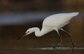 A snowy egret Egretta thula foraging and catching fish in a pond at Fort Meyers Beach. Royalty Free Stock Photo