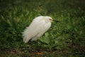 Snowy Egret