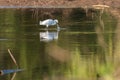 Snowy Egret splashing water as it captures a small fish