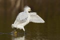 Snowy Egret stalking a fish in a shallow lagoon - Fort Myers Beach, Florida Royalty Free Stock Photo