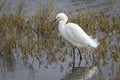 Snowy Egret Stalking a Fish in Shallow Water Royalty Free Stock Photo