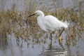 Snowy Egret Stalking a Fish in Shallow Water Royalty Free Stock Photo