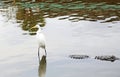 Snowy egret standing on alligator's tail