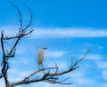 Snowy Egret Standing on a Bare Branch Royalty Free Stock Photo