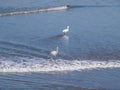 Snowy Egret standing on the beach