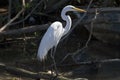 Snowy egret standing in mangrove swamp