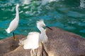 Snowy Egret