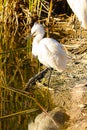 Snowy egret standing on the shoreline of a pond in bright sunlight Royalty Free Stock Photo