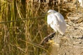 Snowy egret standing on the shoreline of a pond in bright sunlight Royalty Free Stock Photo