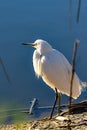 Snowy egret standing on the shoreline of a pond in bright sunlight Royalty Free Stock Photo